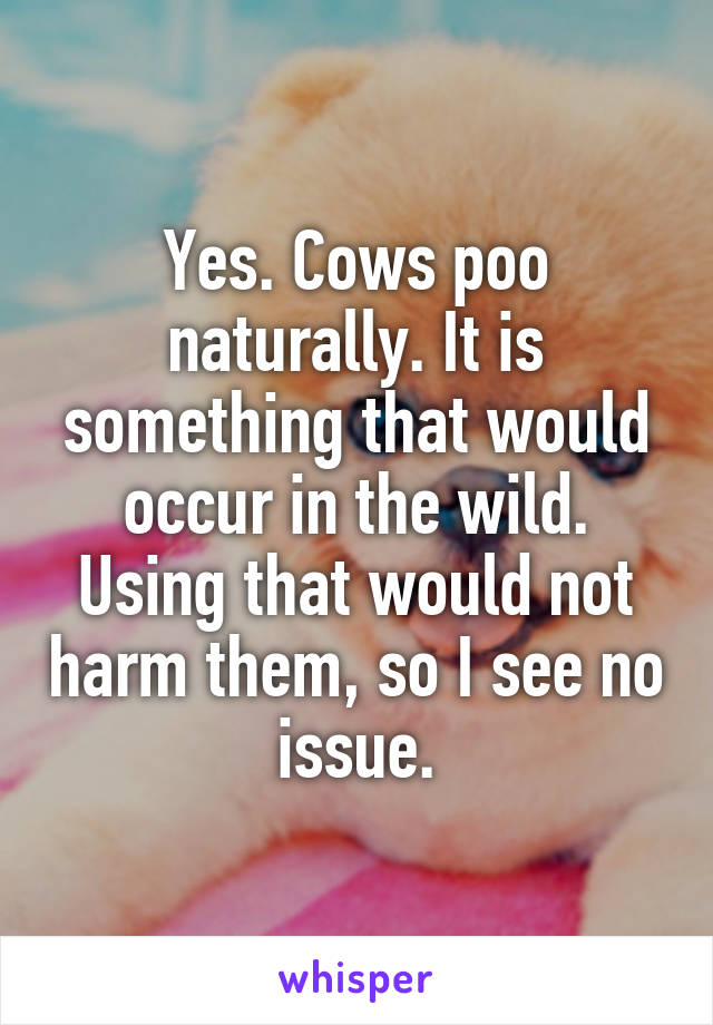 Yes. Cows poo naturally. It is something that would occur in the wild. Using that would not harm them, so I see no issue.