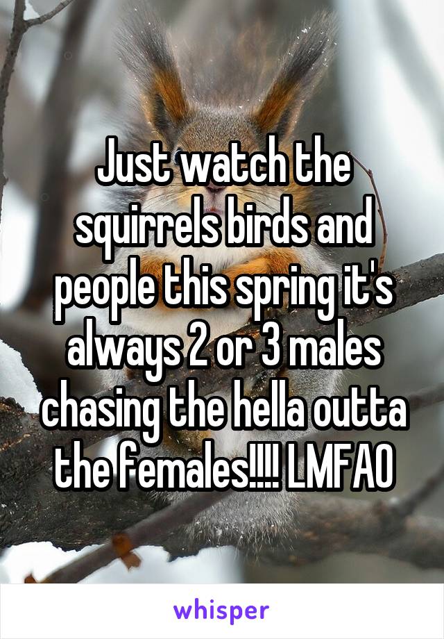 Just watch the squirrels birds and people this spring it's always 2 or 3 males chasing the hella outta the females!!!! LMFAO