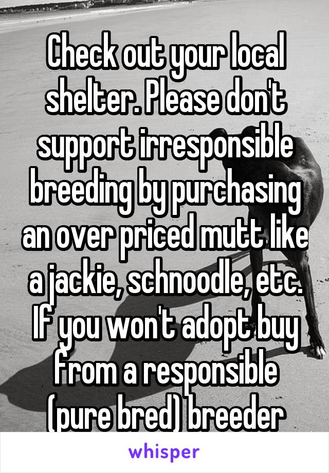 Check out your local shelter. Please don't support irresponsible breeding by purchasing an over priced mutt like a jackie, schnoodle, etc. If you won't adopt buy from a responsible (pure bred) breeder