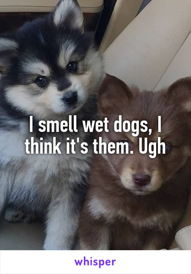 I smell wet dogs, I think it's them. Ugh