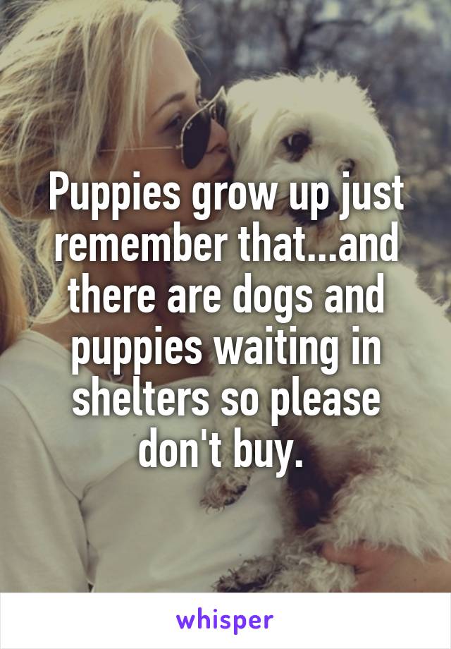 Puppies grow up just remember that...and there are dogs and puppies waiting in shelters so please don't buy. 