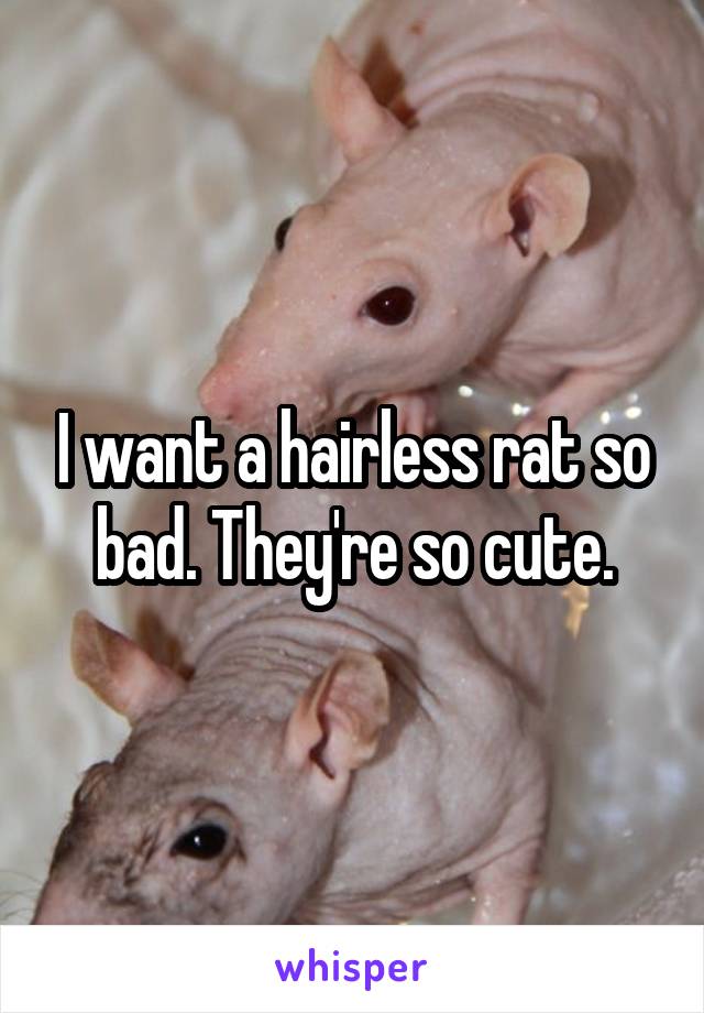 I want a hairless rat so bad. They're so cute.