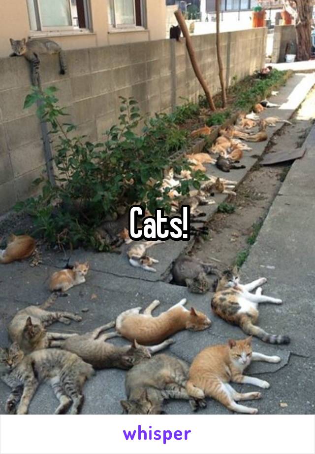 Cats!
