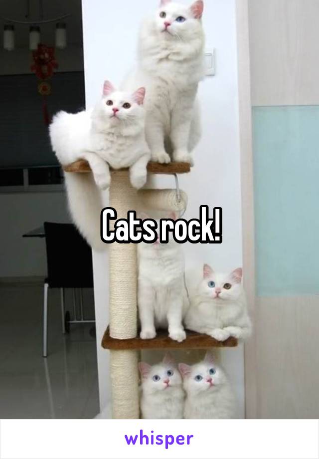 Cats rock!