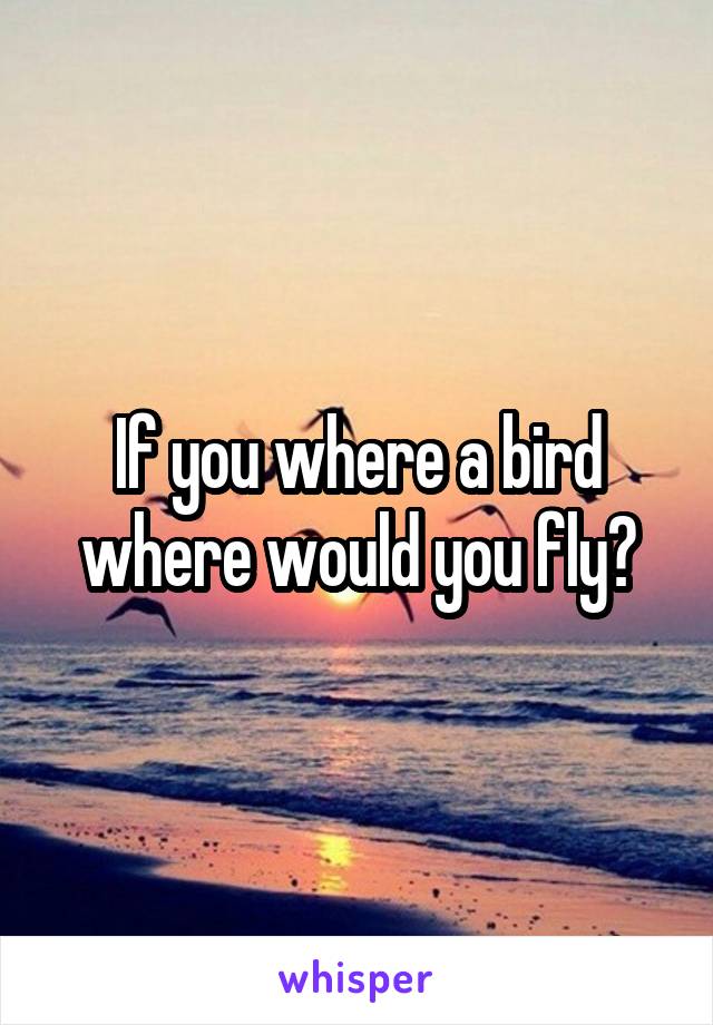 If you where a bird where would you fly?