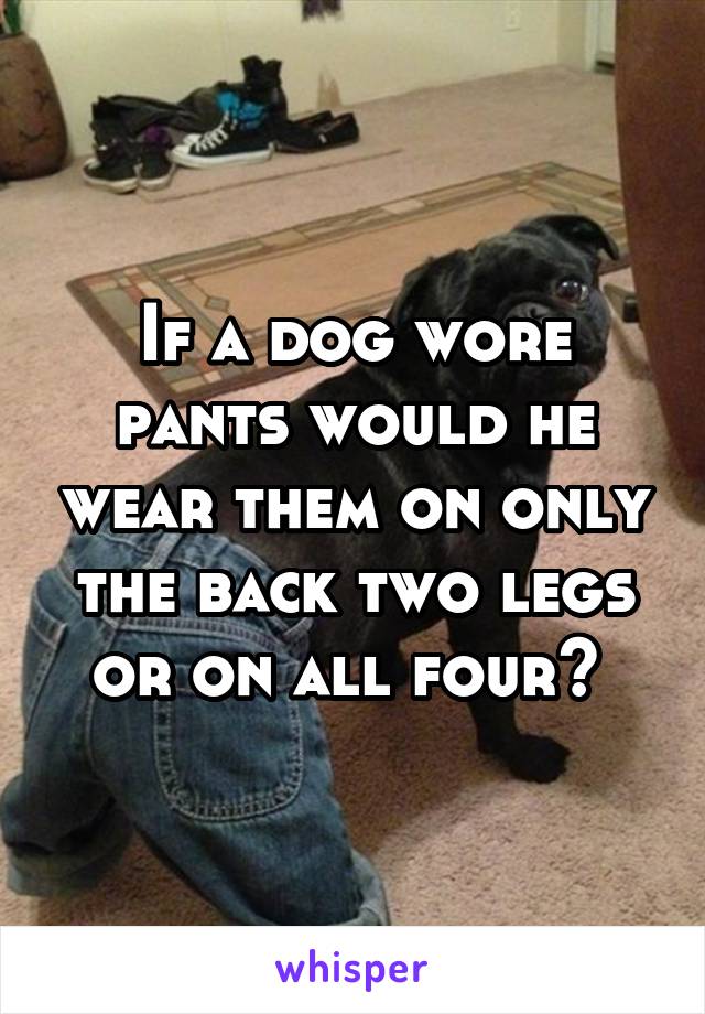 If a dog wore pants would he wear them on only the back two legs or on all four? 