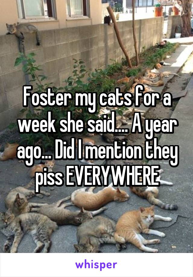 Foster my cats for a week she said.... A year ago... Did I mention they piss EVERYWHERE