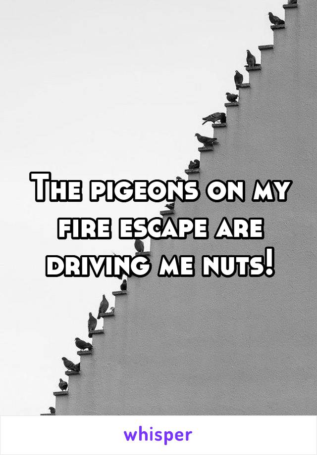 The pigeons on my fire escape are driving me nuts!