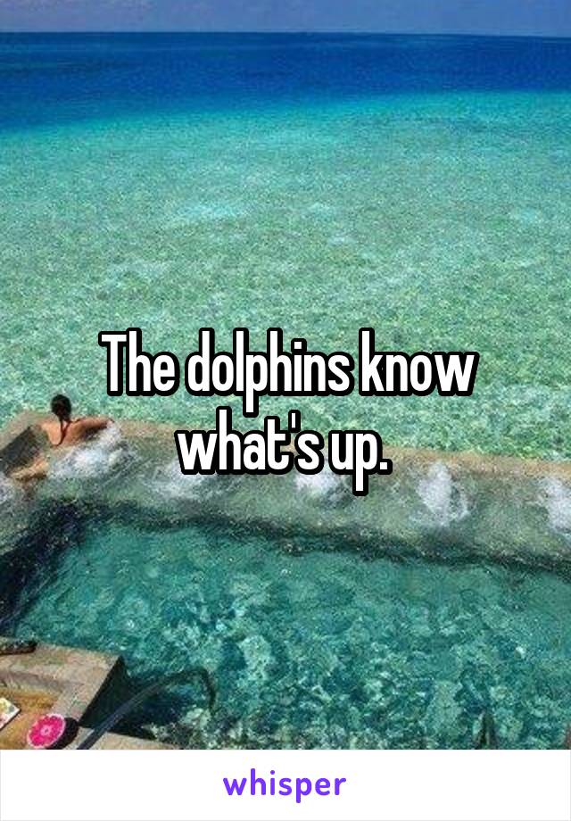 The dolphins know what's up. 