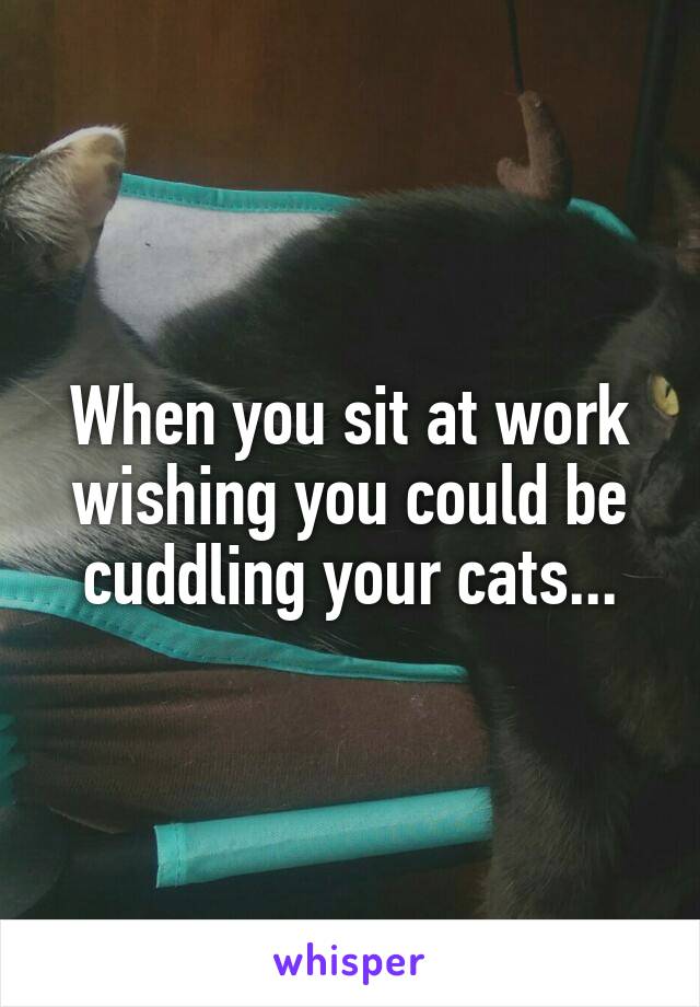 When you sit at work wishing you could be cuddling your cats...