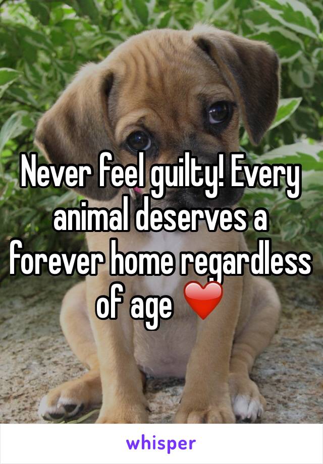 Never feel guilty! Every animal deserves a forever home regardless of age ❤️