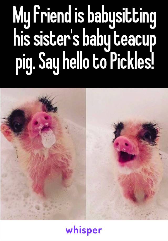 My friend is babysitting his sister's baby teacup pig. Say hello to Pickles!







