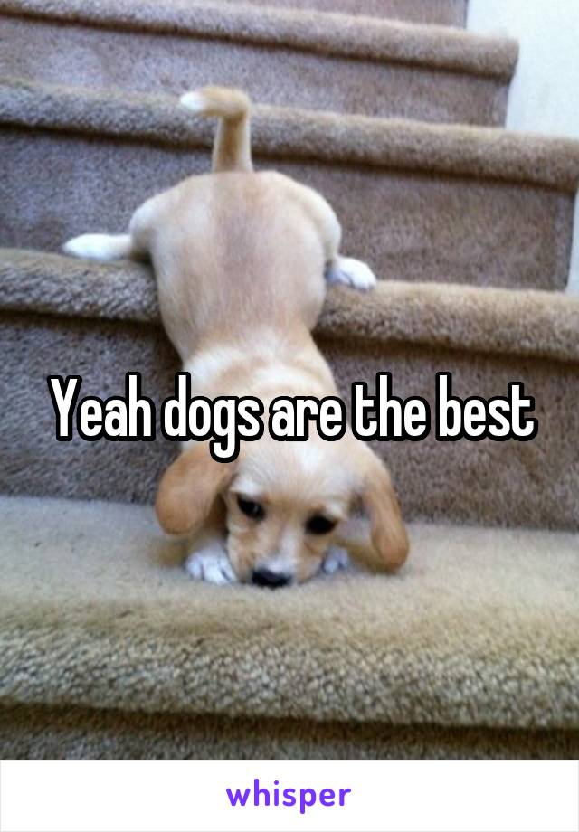 Yeah dogs are the best