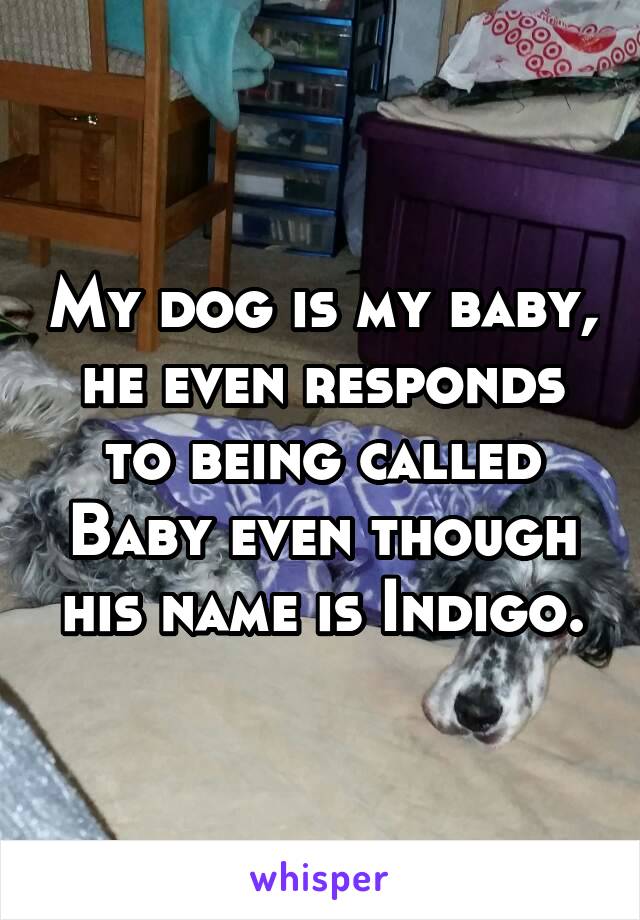My dog is my baby, he even responds to being called Baby even though his name is Indigo.