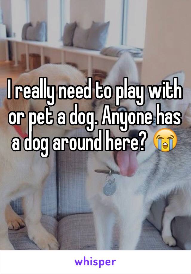 I really need to play with or pet a dog. Anyone has a dog around here? 😭