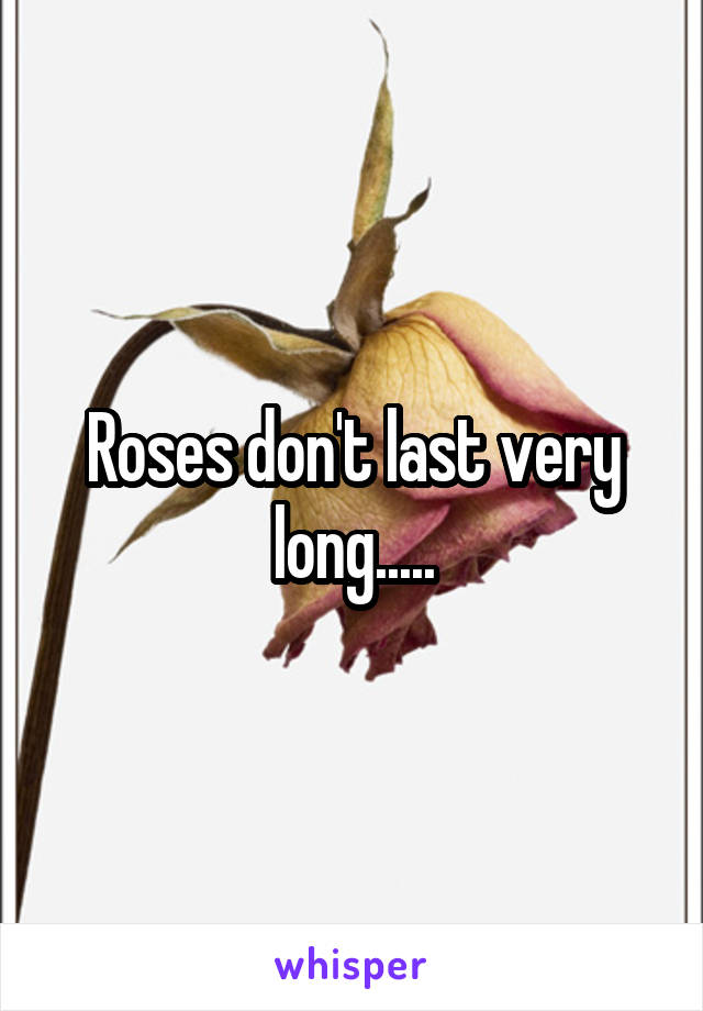 Roses don't last very long.....