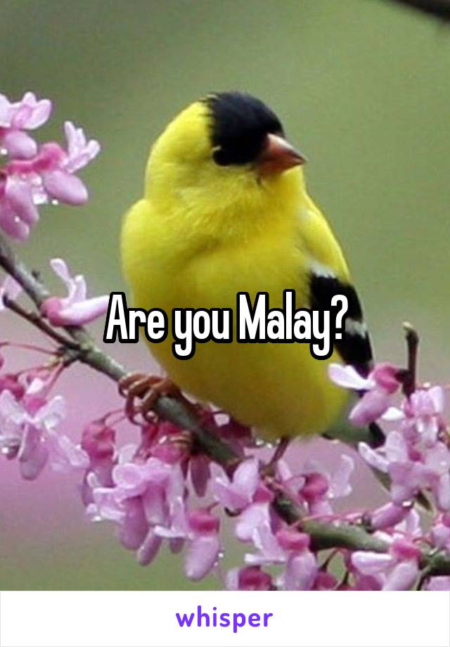 Are you Malay?