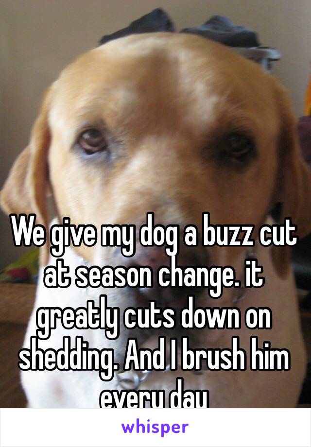 




We give my dog a buzz cut at season change. it greatly cuts down on shedding. And I brush him every day