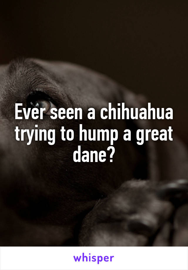 Ever seen a chihuahua trying to hump a great dane?