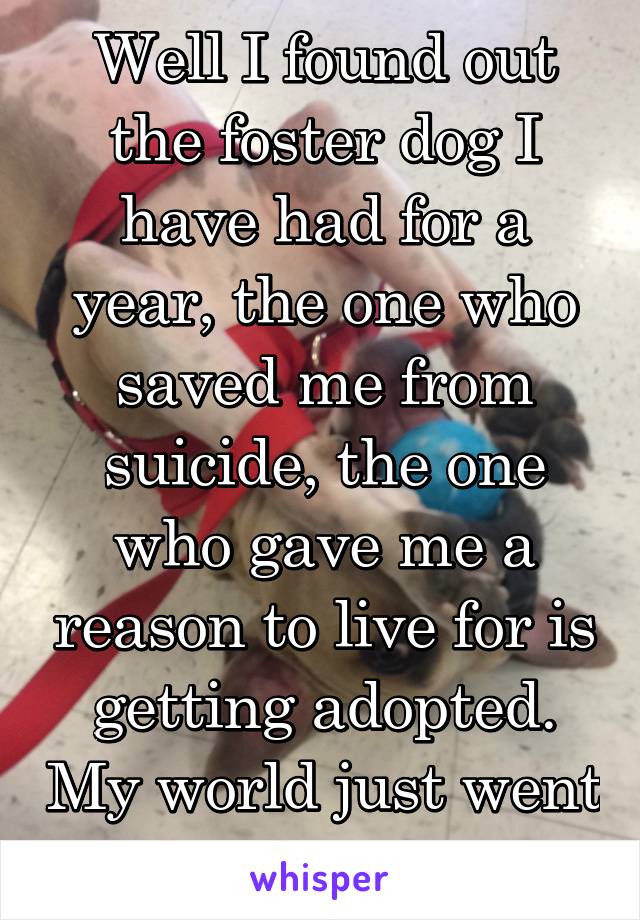 Well I found out the foster dog I have had for a year, the one who saved me from suicide, the one who gave me a reason to live for is getting adopted. My world just went crashing down.