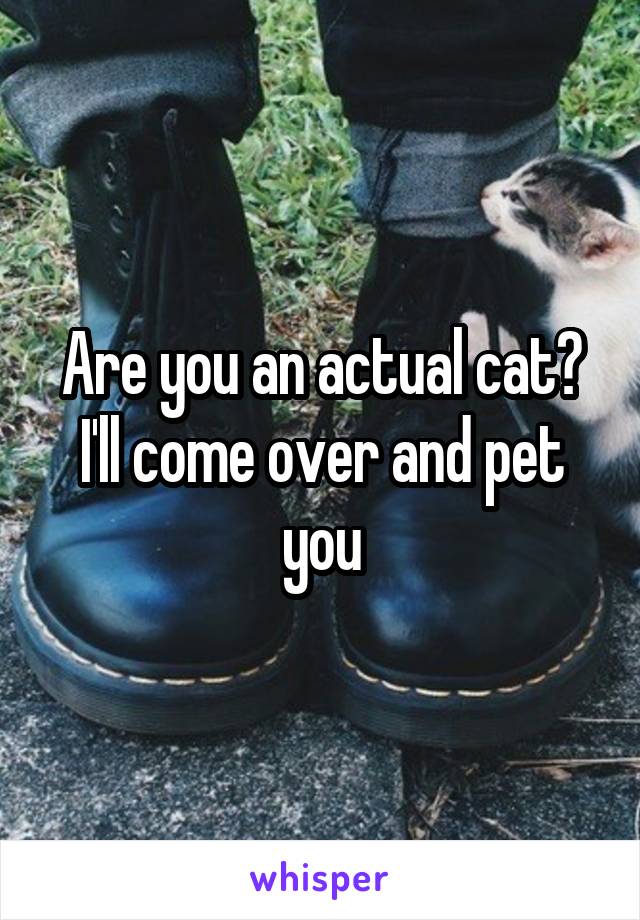 Are you an actual cat? I'll come over and pet you