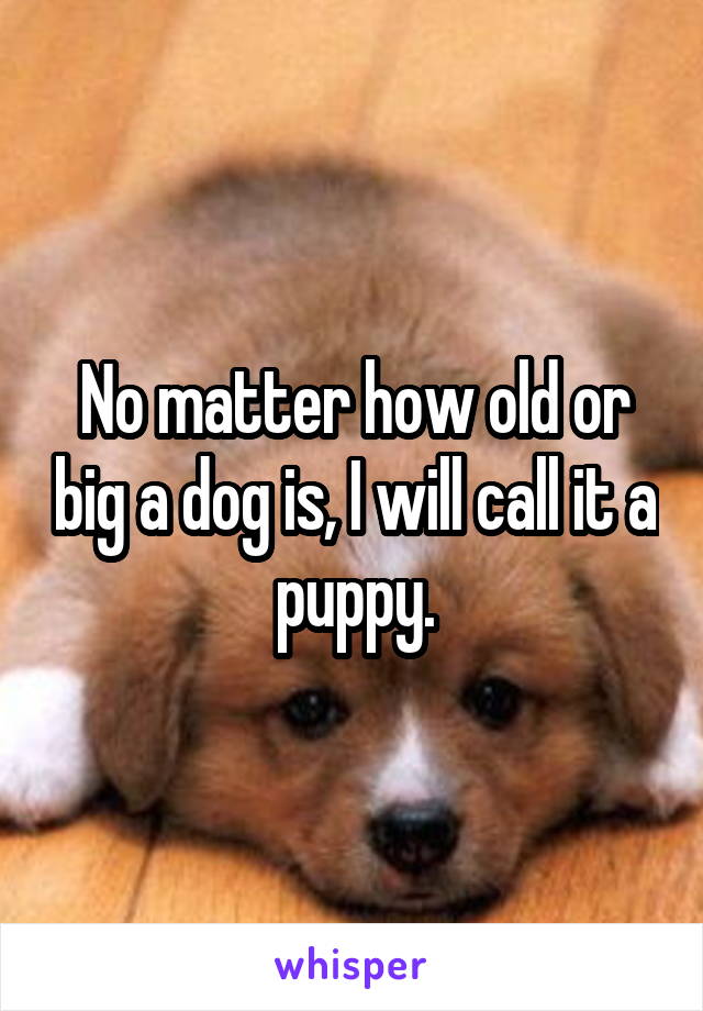 No matter how old or big a dog is, I will call it a puppy.
