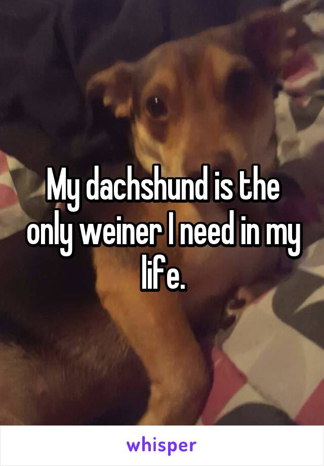 My dachshund is the only weiner I need in my life.