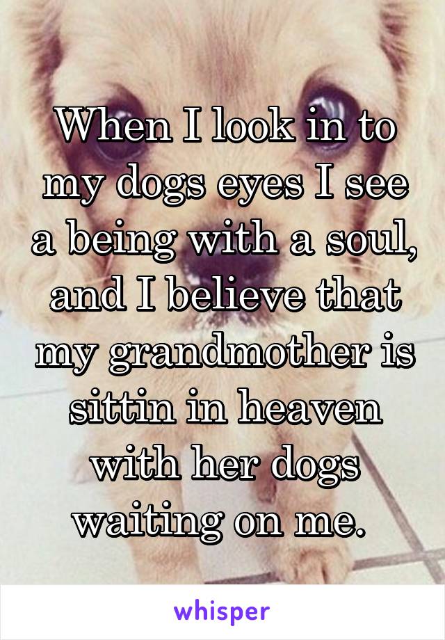 When I look in to my dogs eyes I see a being with a soul, and I believe that my grandmother is sittin in heaven with her dogs waiting on me. 