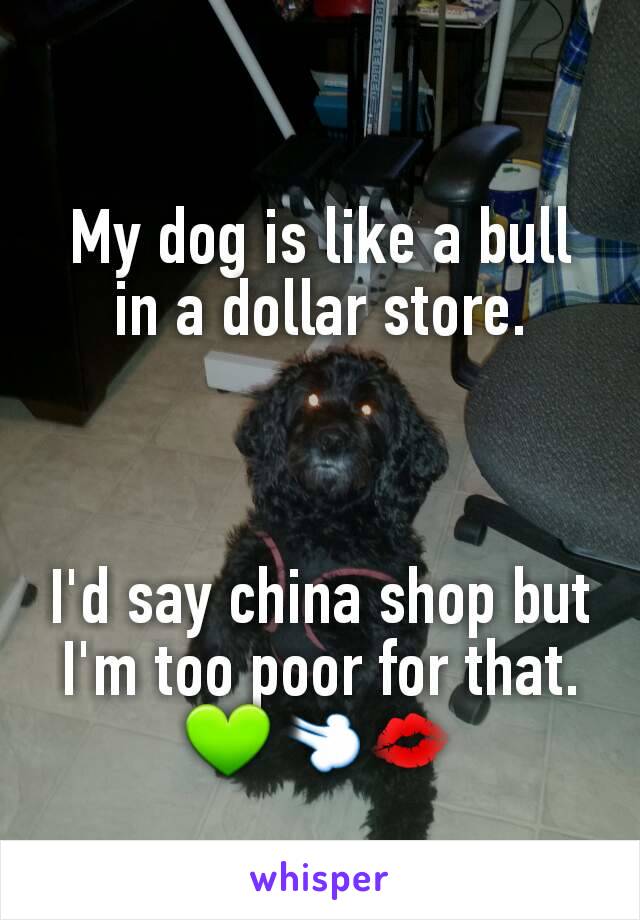 My dog is like a bull in a dollar store.



I'd say china shop but I'm too poor for that.
💚💨💋