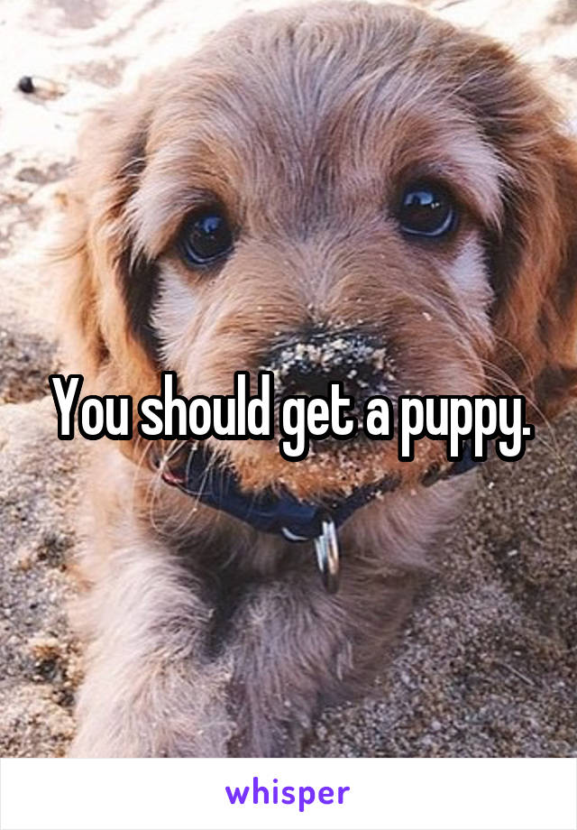 You should get a puppy.