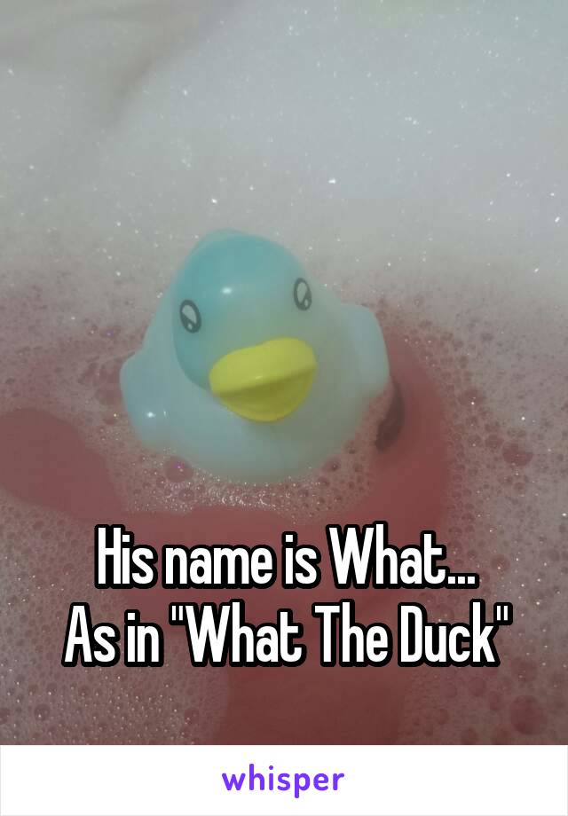




His name is What...
As in "What The Duck"