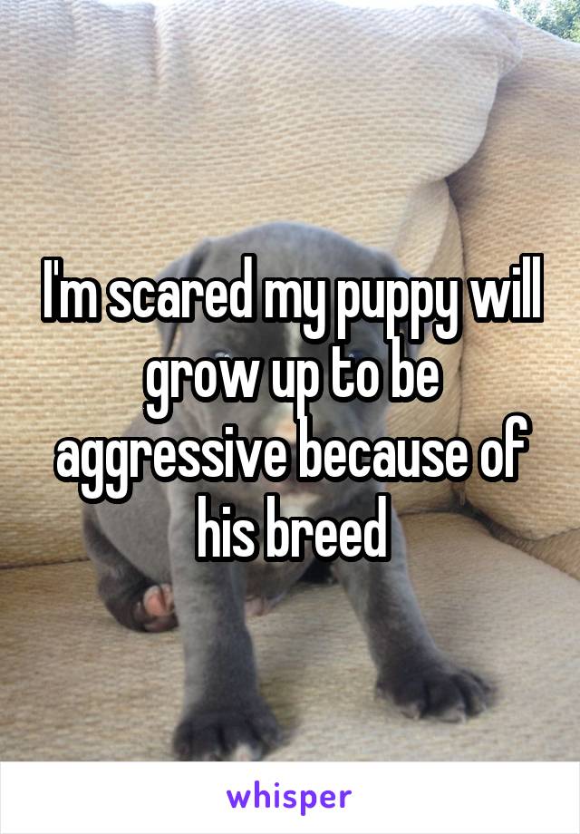 I'm scared my puppy will grow up to be aggressive because of his breed