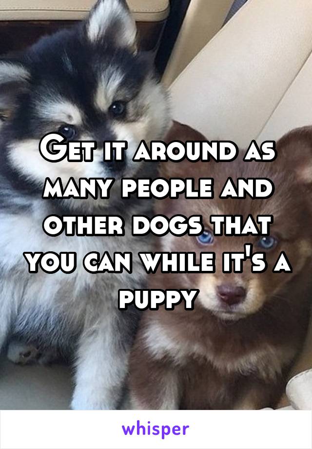Get it around as many people and other dogs that you can while it's a puppy