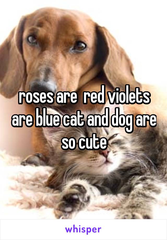roses are  red violets are blue cat and dog are so cute