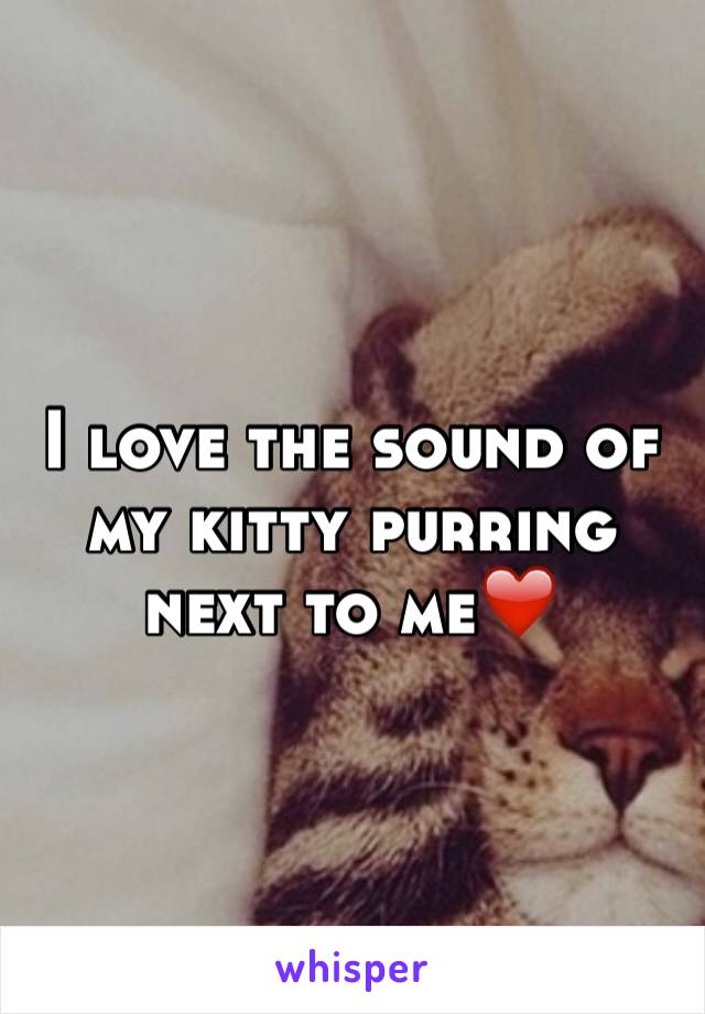 I love the sound of my kitty purring next to me❤️ 