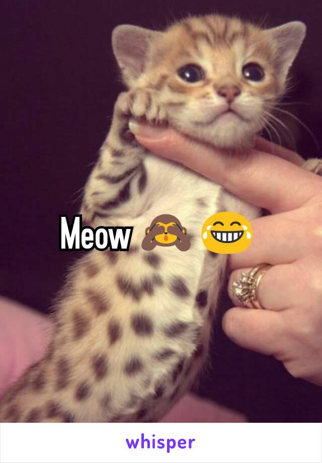 Meow 🙈 😂 