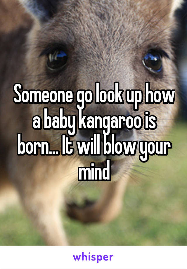 Someone go look up how a baby kangaroo is born... It will blow your mind