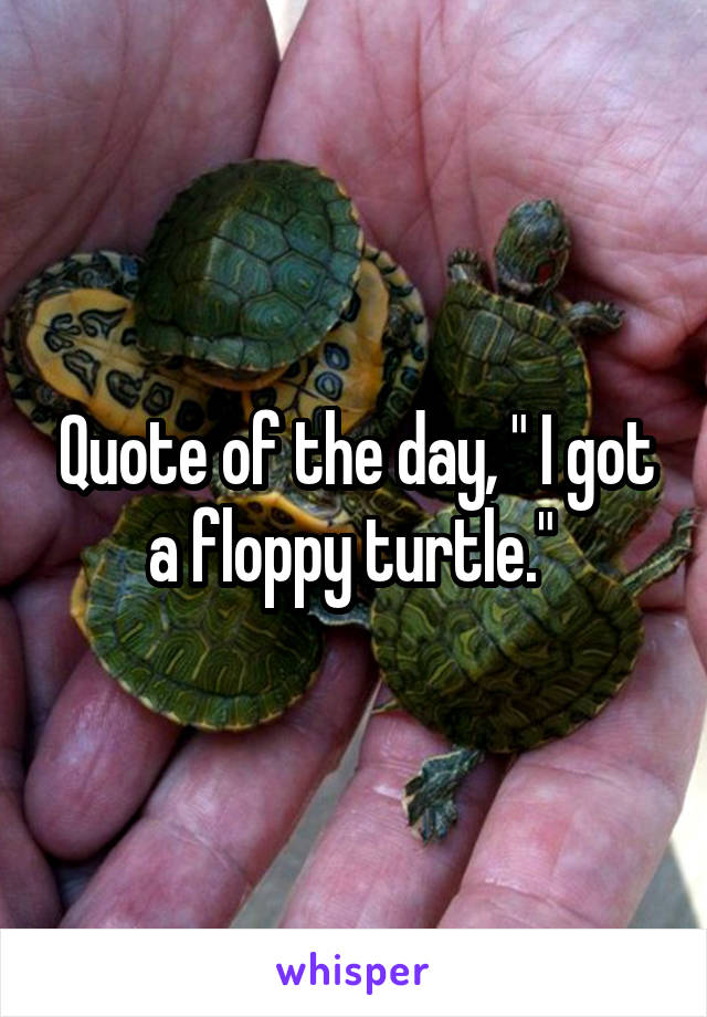 Quote of the day, " I got a floppy turtle." 