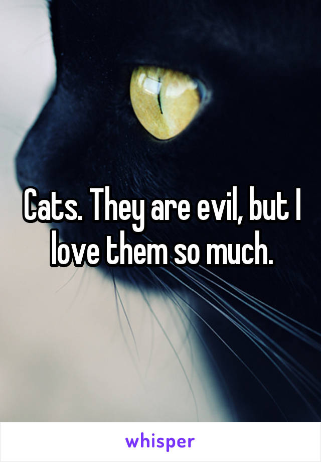 Cats. They are evil, but I love them so much.