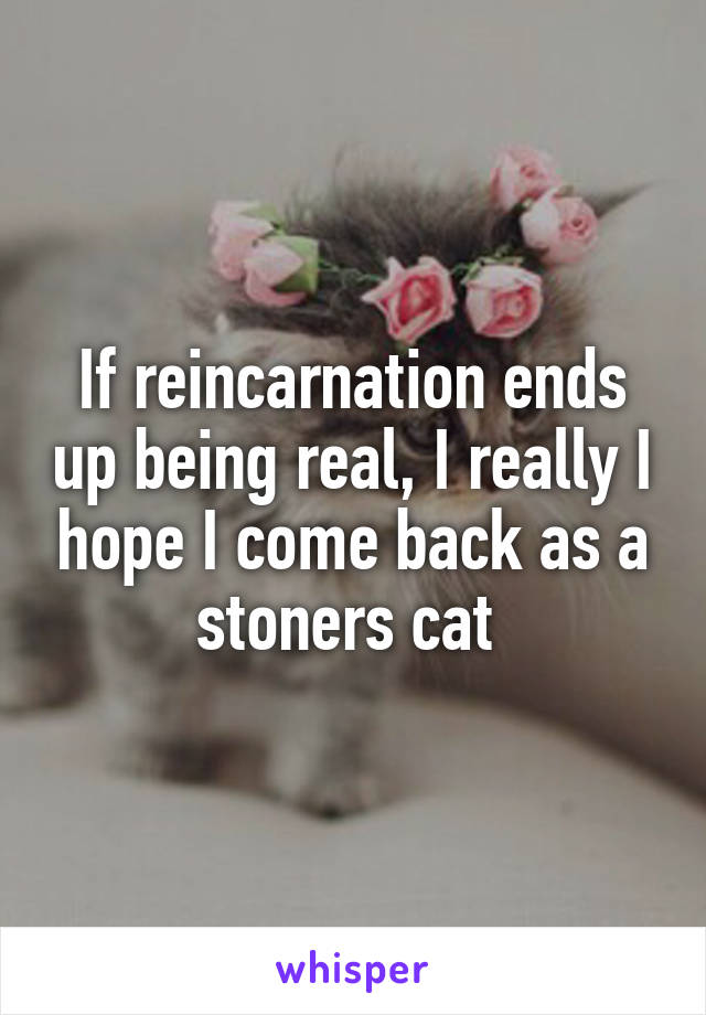 If reincarnation ends up being real, I really I hope I come back as a stoners cat 
