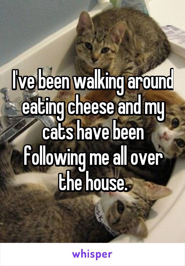 I've been walking around eating cheese and my cats have been following me all over the house.