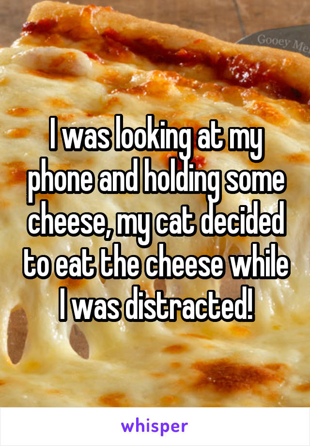 I was looking at my phone and holding some cheese, my cat decided to eat the cheese while I was distracted!