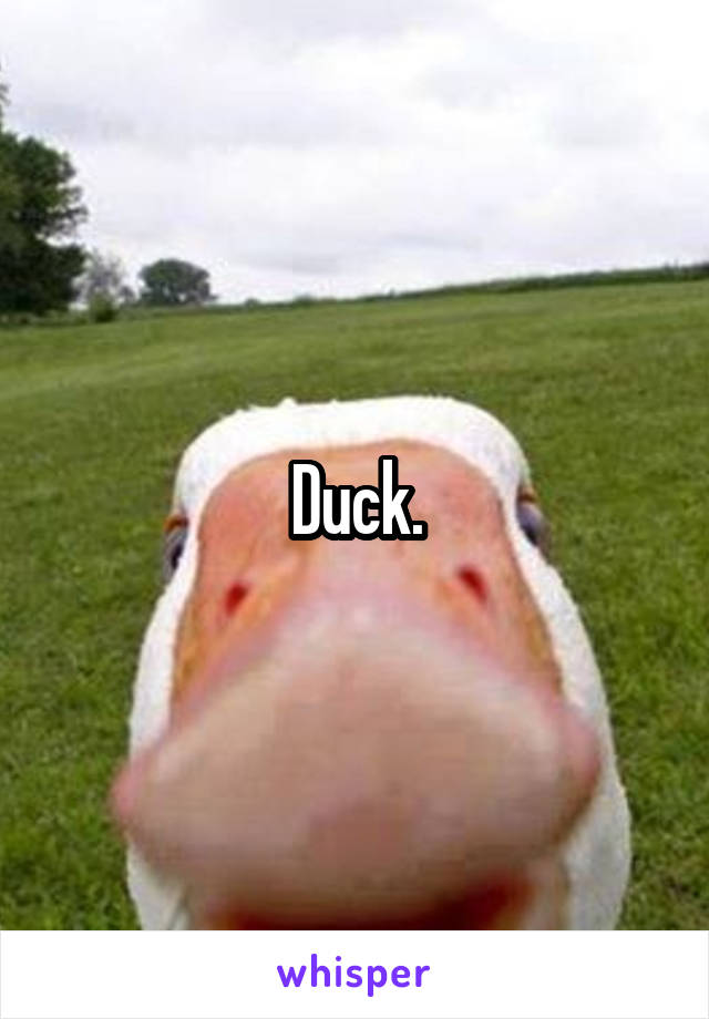 Duck.