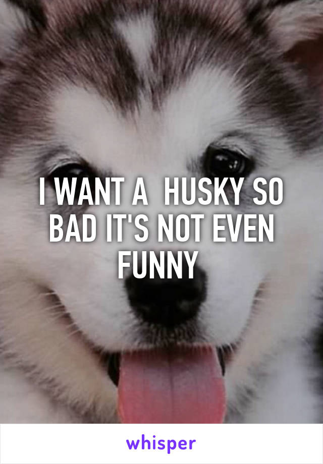 I WANT A  HUSKY SO BAD IT'S NOT EVEN FUNNY 