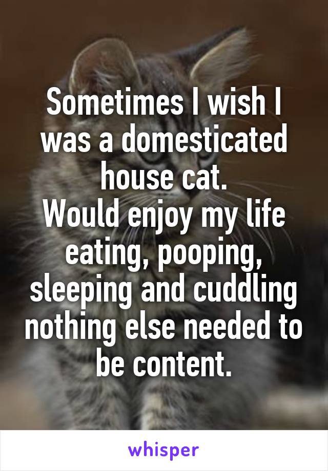 Sometimes I wish I was a domesticated house cat.
Would enjoy my life eating, pooping, sleeping and cuddling nothing else needed to be content.
