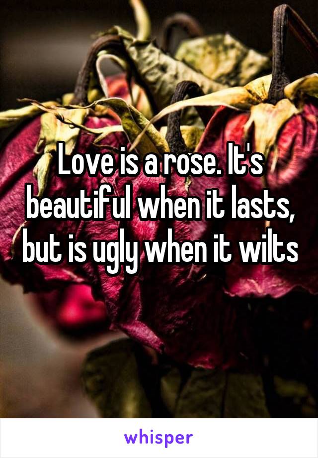 Love is a rose. It's beautiful when it lasts, but is ugly when it wilts 