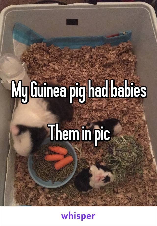 My Guinea pig had babies 
Them in pic