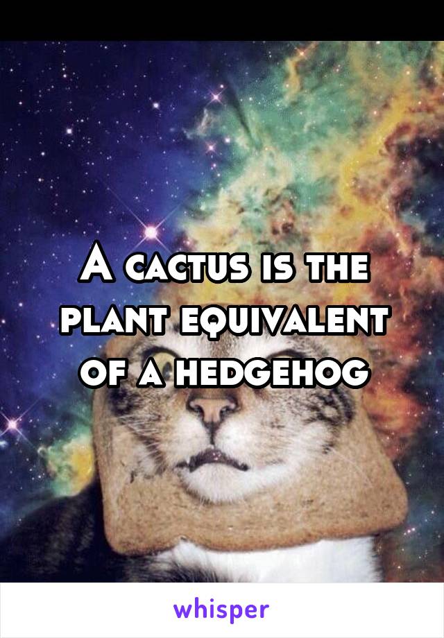 A cactus is the plant equivalent of a hedgehog