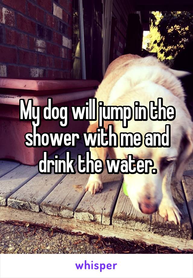 My dog will jump in the shower with me and drink the water.
