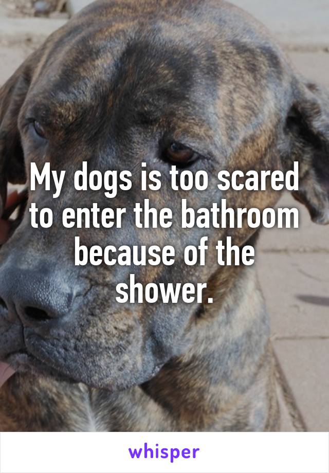 My dogs is too scared to enter the bathroom because of the shower.